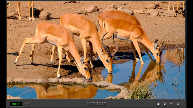 Animals Of Africa play
